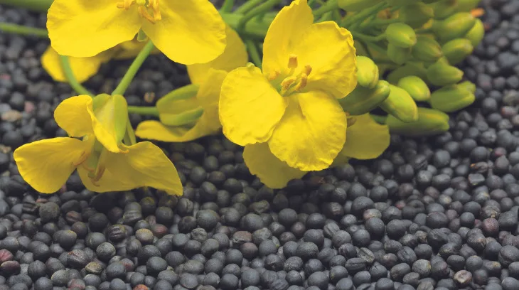 612ecd0319a819a932fd54fb12ec3cda67003b8a Raps ist gefragt und die Preise höher als 2020. Die Sonnenblumen-Preise werden zu einem späteren Zeitpunkt publiziert. (Bild Swiss Granum)