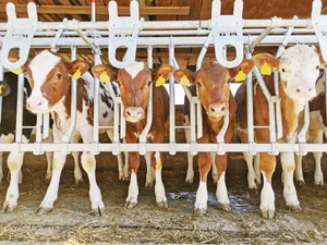 Eine Gruppe roter Herdebuchkälber. Was optisch nicht sichtbar ist, kommt auf dem Abstammungsschein zur Geltung. La Toya (2. v. r.) ist ein C-Tier. Ihre Mutter, ein RH-Rind, wurde im Natursprung von einem SF-Stier belegt. Damit ist La Toya ein Kreuzungsprodukt. (Bild sb)