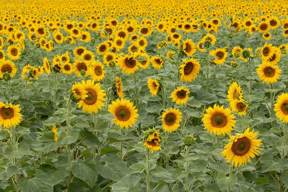 sonnenblume_stefan2709 Neue Produzenten von Sonnenblumen sind gesucht