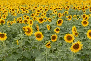 Sonnige Aussichten für den Anbau von Sonnenblumen in der Schweiz: Für die Ernte 2022 werden die Zuteilungsmengen erhöht.