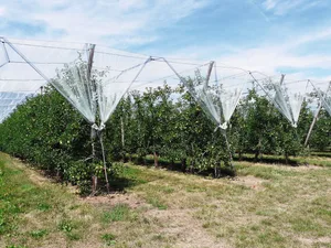 Die Forschenden von Agroscope und der HAFL konnten in Zusammenarbeit mit Prométerre den Produzenten Vorschläge zur Bewässerung machen.