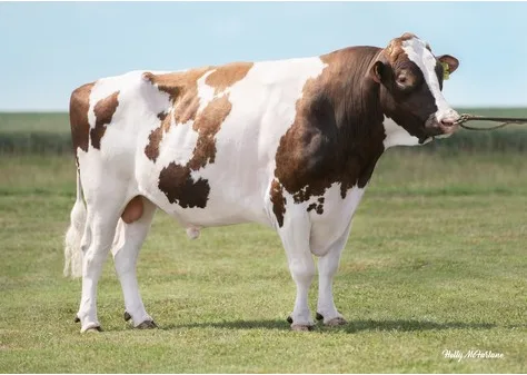 Der Red Holsteinstier Ranger führt die Liste nach Gesamtzuchtwert an. Viel Milch, gute Gehalte und ein tadelloses Exterieur. 