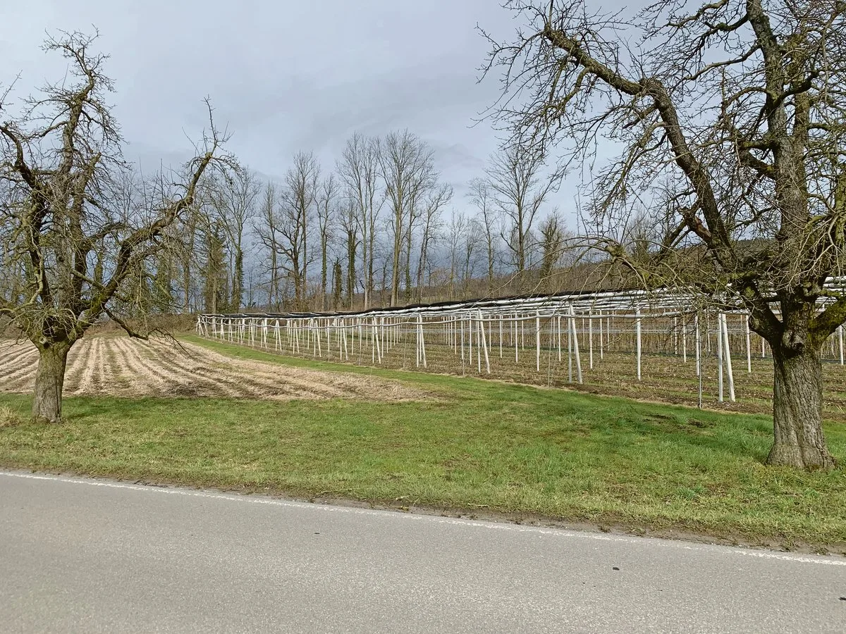 54e98305fa10b554e8cfc6cb5bf3ac47f92b40c2 Der Wildtierkorridor führt mitten durch die Obst- und Beerenkulturen des Betriebs Geissmann in Altwis. (Bild js)