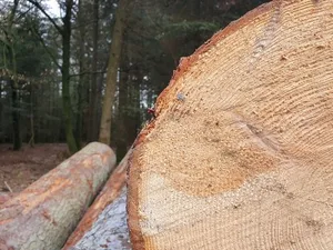 Mit dem Grossauftrag bekenne man sich auch zum Holz-Produktionsstandort Schweiz, so die Fenaco. (Bild ji)