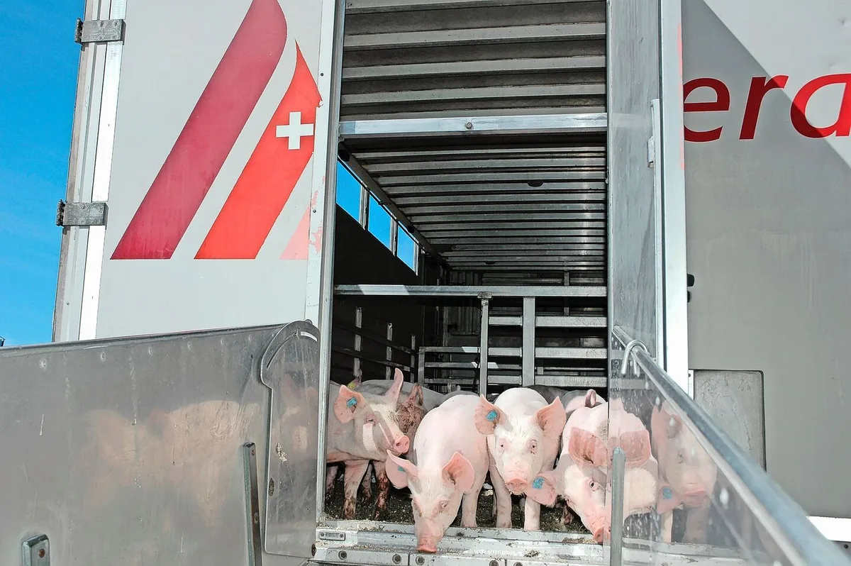 Vor dem Transport lohnt es sich, den Gesundheitszustand der Schweine nochmals zu prüfen.