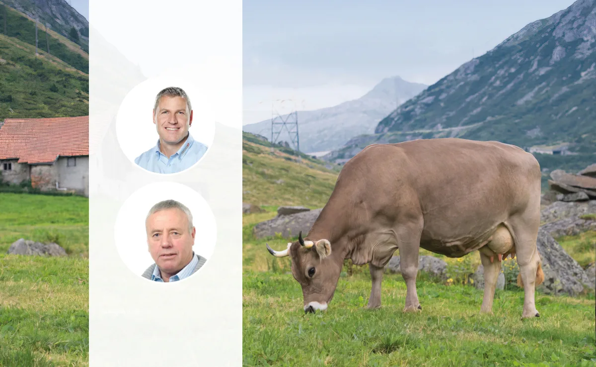 Artikel_Gastbeitrag_BauZ__10_ Die Porträt-Fotos von Andreas Anderegg und Martin Rust liegen über dem Foto einer braunen Kuh mit Hörnern, die auf der Alp weidet.