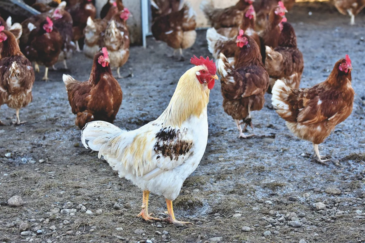 hahn_ralph Die Vogelgrippe verbreitet sich laut neuer Studie unbemerkt