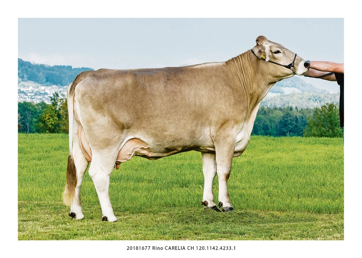 2f0e30173efaec20a9b4644314ca1f1371cb1745 Rino Carelia ist eine typische ROB-Kuh. Ihr Vater ist ein reiner Original-Braunvieh-Stier. (Bild Konrad Lustenberger)