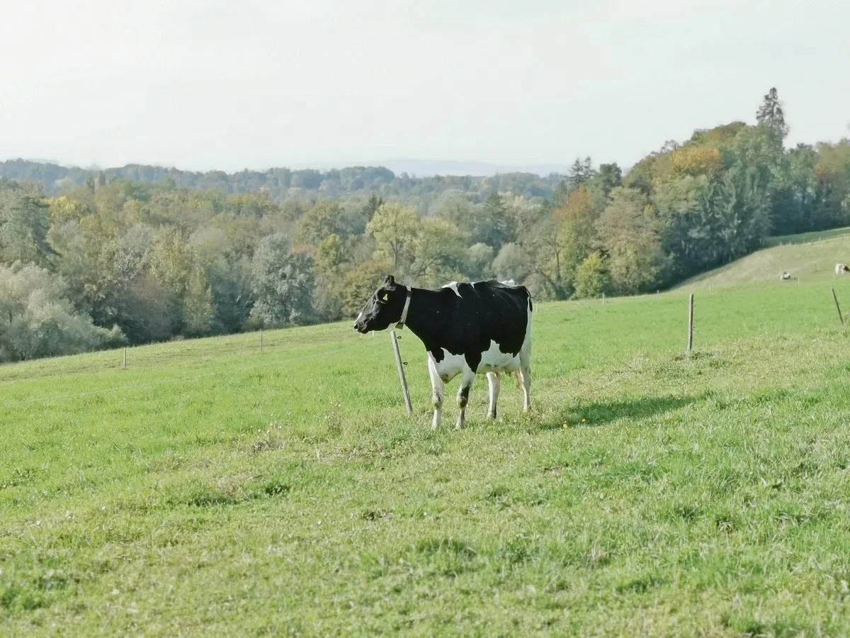 622c8bb3f9e8d87356f810531b02dad59df583b2 Enya ist eine Hochleistungskuh, die im Sommer 18 Stunden auf der Weide verbringt. Der Zürcher Tierschutz vermittelt allerdings ein etwas anderes Bild von Hochleistungskühen. (Bild sb)