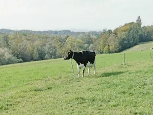 Enya ist eine Hochleistungskuh, die im Sommer 18 Stunden auf der Weide verbringt. Der Zürcher Tierschutz vermittelt allerdings ein etwas anderes Bild von Hochleistungskühen. (Bild sb)