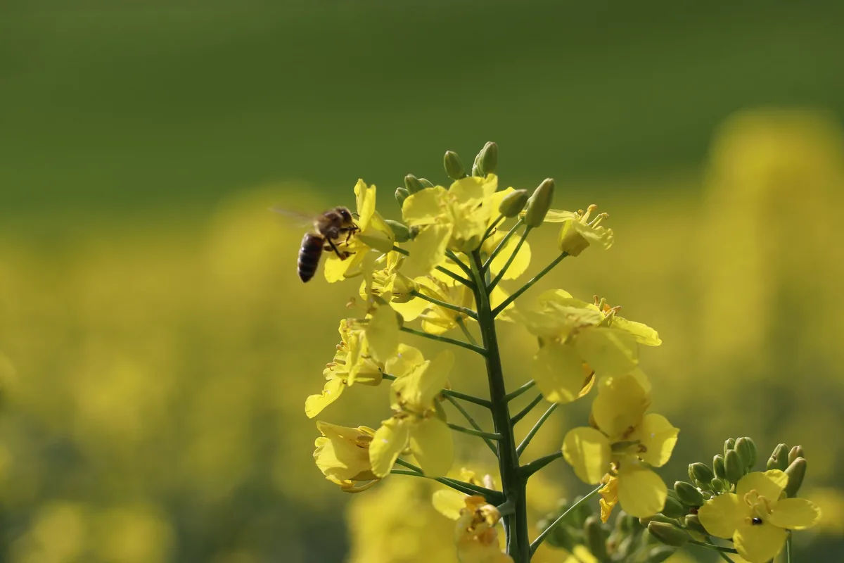 Überwachung der Bienenvölker gegen den Kleinen Beutenkäfer