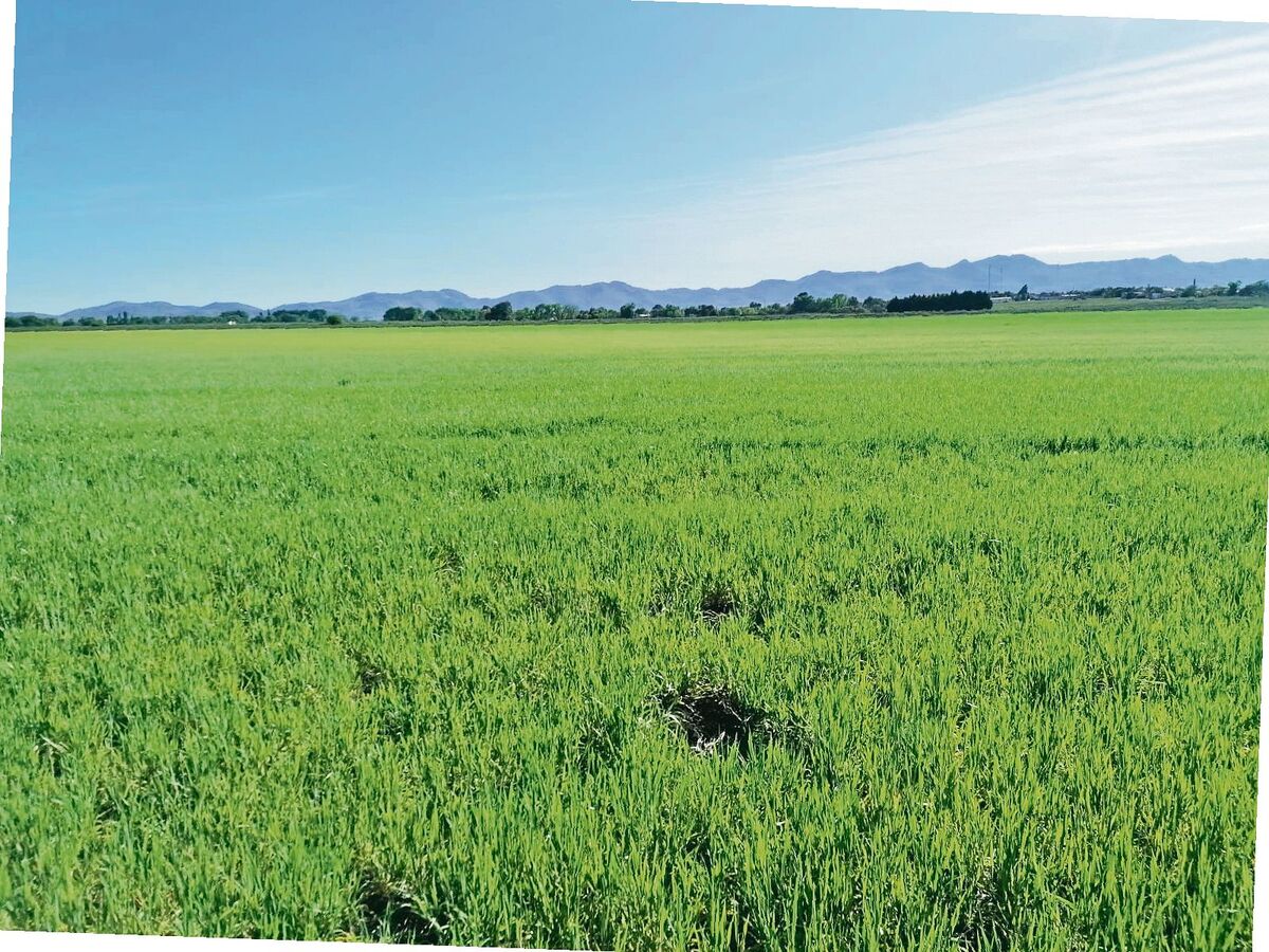 Die Erntesaison in Argentinien steht bald bevor. Noch sieht der Bio-Dinkel gut aus, aber wenn nicht bald Regen kommt, kann Egon Tschol nicht mit einer guten Ernte rechnen.
