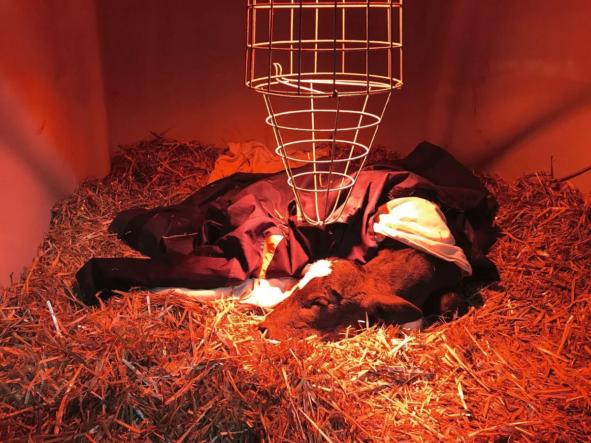 03d4c0b36481a2a6ede73a809b31438ee12cba1c5dd7f8d87c4f484c4115ae22 Ein Kalb liegt im Stroh, unter einer roten Wärmelampe.