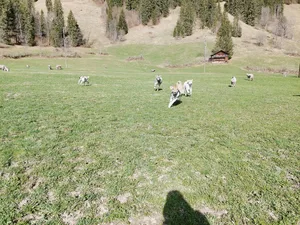 Ab jetzt dürfen die Kälber jeden Morgen für einige Stunden mit den Kühen auf die Weide. Ein herrlicher Anblick.