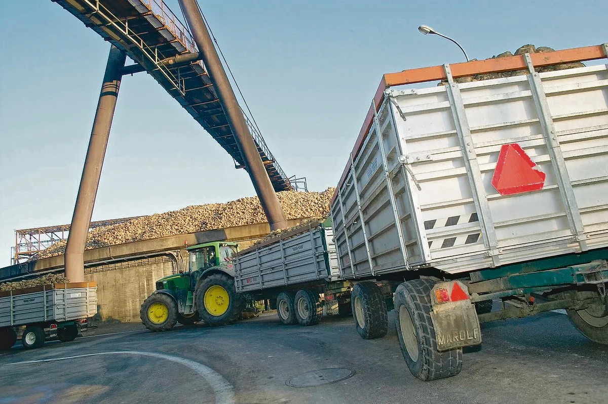 7a6b2cb357d7879a4e59729d8e90247bc97f19b0 Zurzeit werden Rüben mit viel Erde angeliefert. (Bild BauZ)