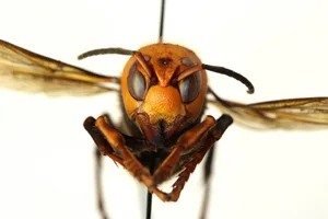Die grösste Hornisse der Welt lebt in weiten Teilen Asiens und ist ein effektiver Honigbienen-Vernichter. (Bild Landwirtschaftsamt des Staates Washington)