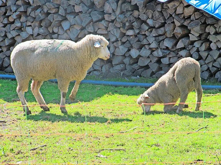 Die Moderhinke ist eine weit verbreitete, schmerzhafte Klauenkrankheit von Schafen. Typisches Bild eines betroffenen Tieres auf der Weide, das hinkt und auf den Vorderknien grast.