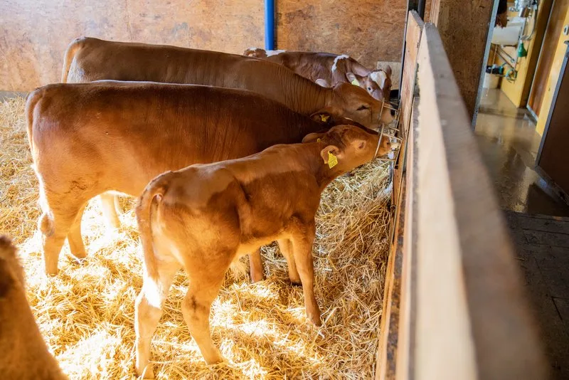 rinder_trinken Antibiotikahaltige Milch – ein nutzbarer Rohstoff?