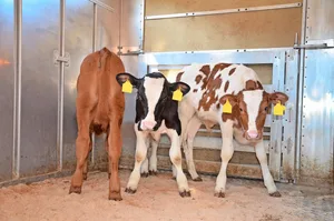 Der Transport eines ausgebüxten Kalbes im Auto kam einem Zürcher Landwirt teuer zu stehen. Unabhängig vom Fall sei ein Auto kein geeignetes Transportfahrzeug für Nutztiere, so Peter Rogger vom Veterinäramt Zürich.