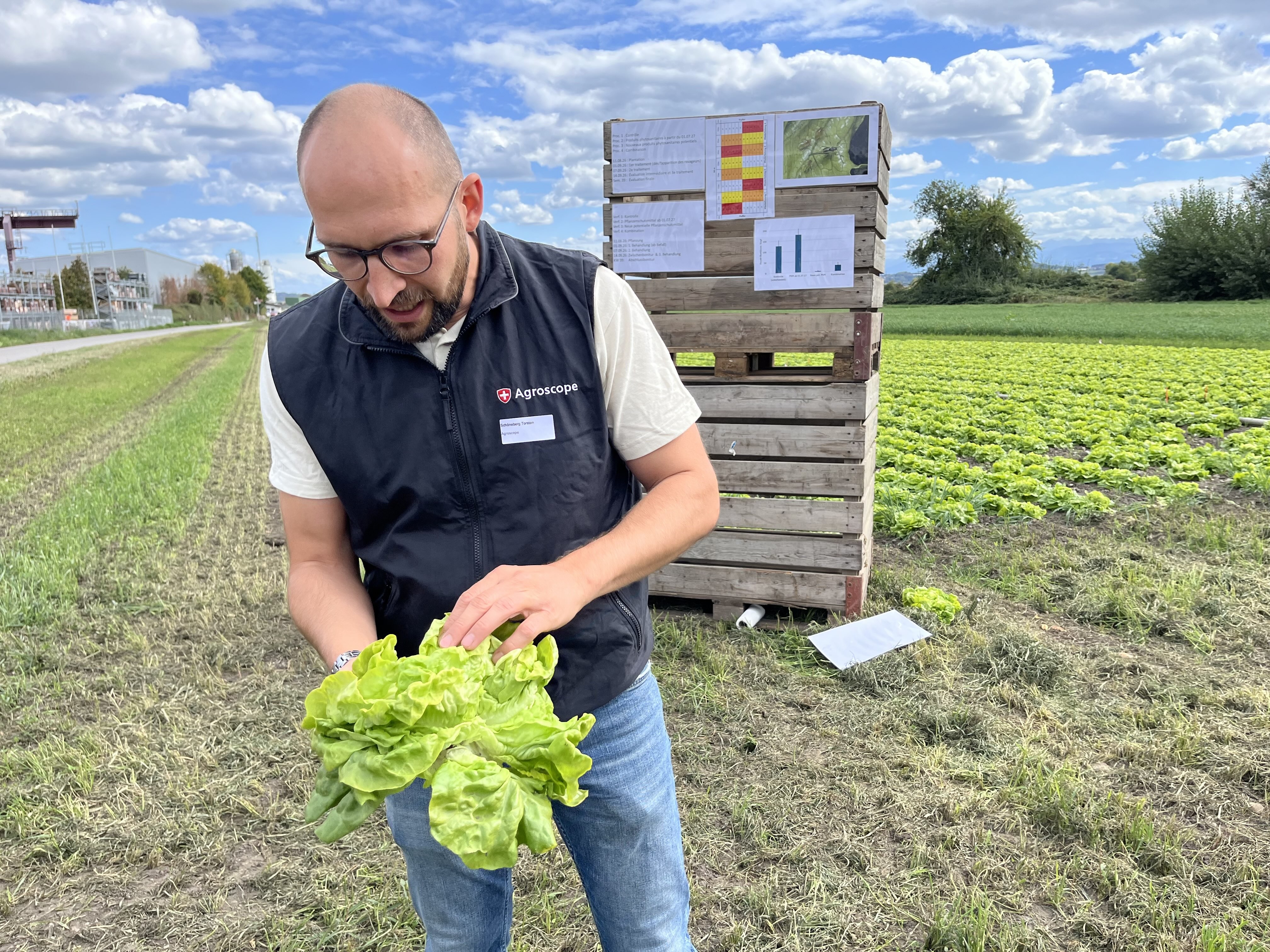 Torsten Schöneberg von Agroscope zeigt Blattläuse. Diese sind im kompakten Salatkopf vor äusserlichen Behandlungen geschützt. Neue systemische Mittel könnten nützen.