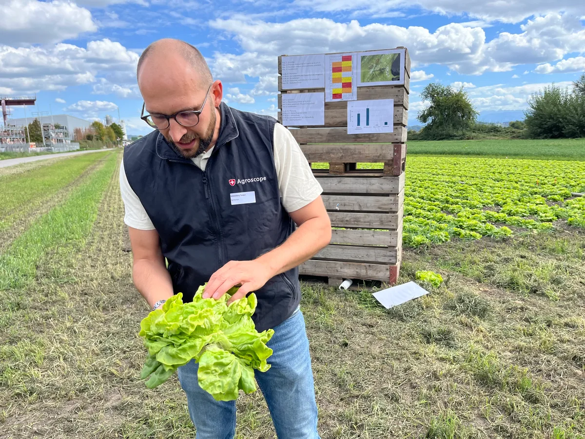 Torsten Schöneberg 1.jpeg Torsten Schöneberg von Agroscope zeigt Blattläuse. Diese sind im kompakten Salatkopf vor äusserlichen Behandlungen geschützt. Neue systemische Mittel könnten nützen.