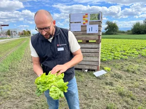 Torsten Schöneberg von Agroscope zeigt Blattläuse. Diese sind im kompakten Salatkopf vor äusserlichen Behandlungen geschützt. Neue systemische Mittel könnten nützen.