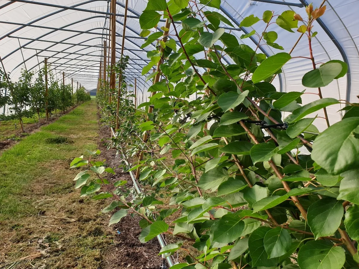 Aprikosen_im_Folientunnel_2019 Aargauer Aprikosentunnel nur befristet bewilligt – «Landwirtschaftsfeindlich»