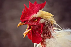 Der Hahn krähte den Nachbarn zu oft. Manchmal habe er gar 14,5 Mal pro Stunde gekräht. (Symbolbild Pixabay)