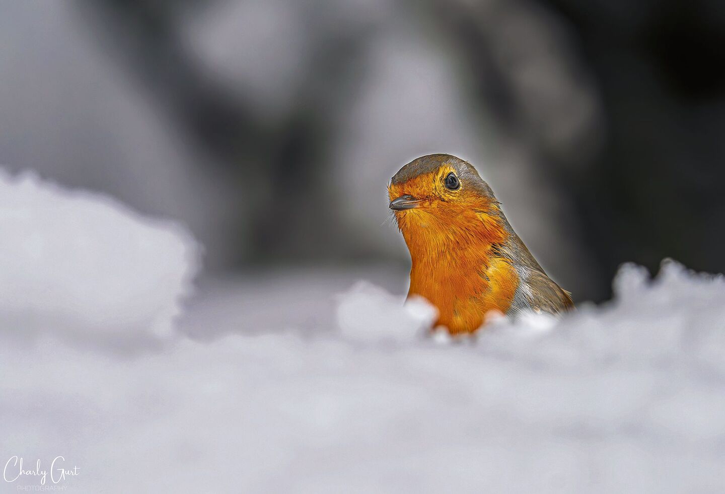 Heute würde man das Brustgefieder eher als orange statt als rot beschreiben. Die Farbbezeichnung im Namen des Rotkehlchens hat aber historische Gründe.
