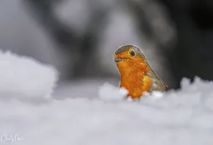 Heute würde man das Brustgefieder eher als orange statt als rot beschreiben. Die Farbbezeichnung im Namen des Rotkehlchens hat aber historische Gründe.