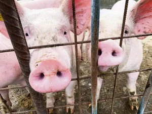 Schweine können sehr gut riechen. Ihre Gerüche selber stören aber vor allem Menschen. Mit finanziell geförderten Massnahmen sollen die Gerüche reduziert werden.