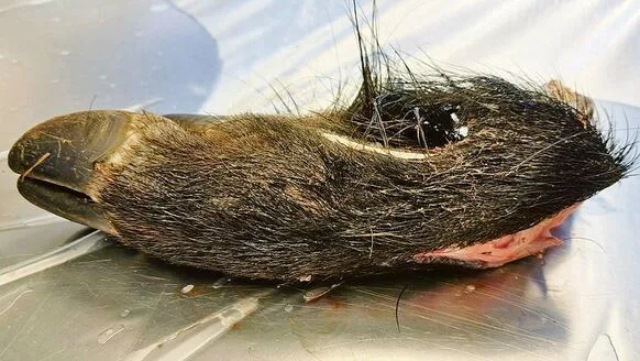 Am 6. September wurde in einer Probe von einem Wildschweinkadaver ein Fall von Afrikanischer Schweinepest festgestellt.