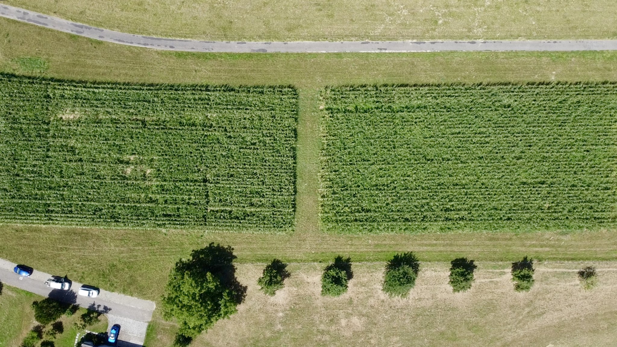 In einem Langzeitversuch wird verglichen, welche Folgen mechanisches Hacken bei Bearbeitung mit und ohne Pflug hat.