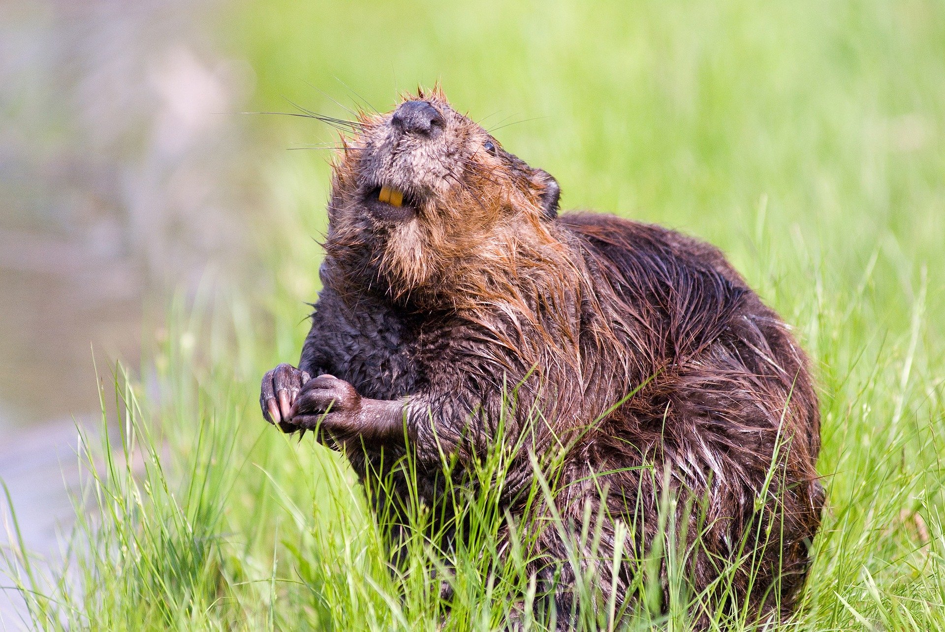 Biber: Biodiversitätsförderer und Störenfried, der sich in der Schweiz wohlfühlt