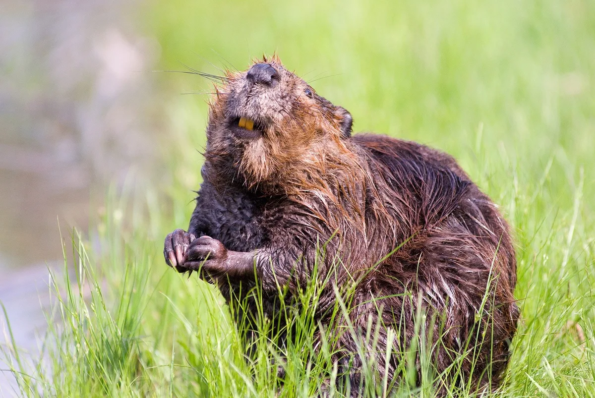 Biber: Biodiversitätsförderer und Störenfried, der sich in der Schweiz wohlfühlt