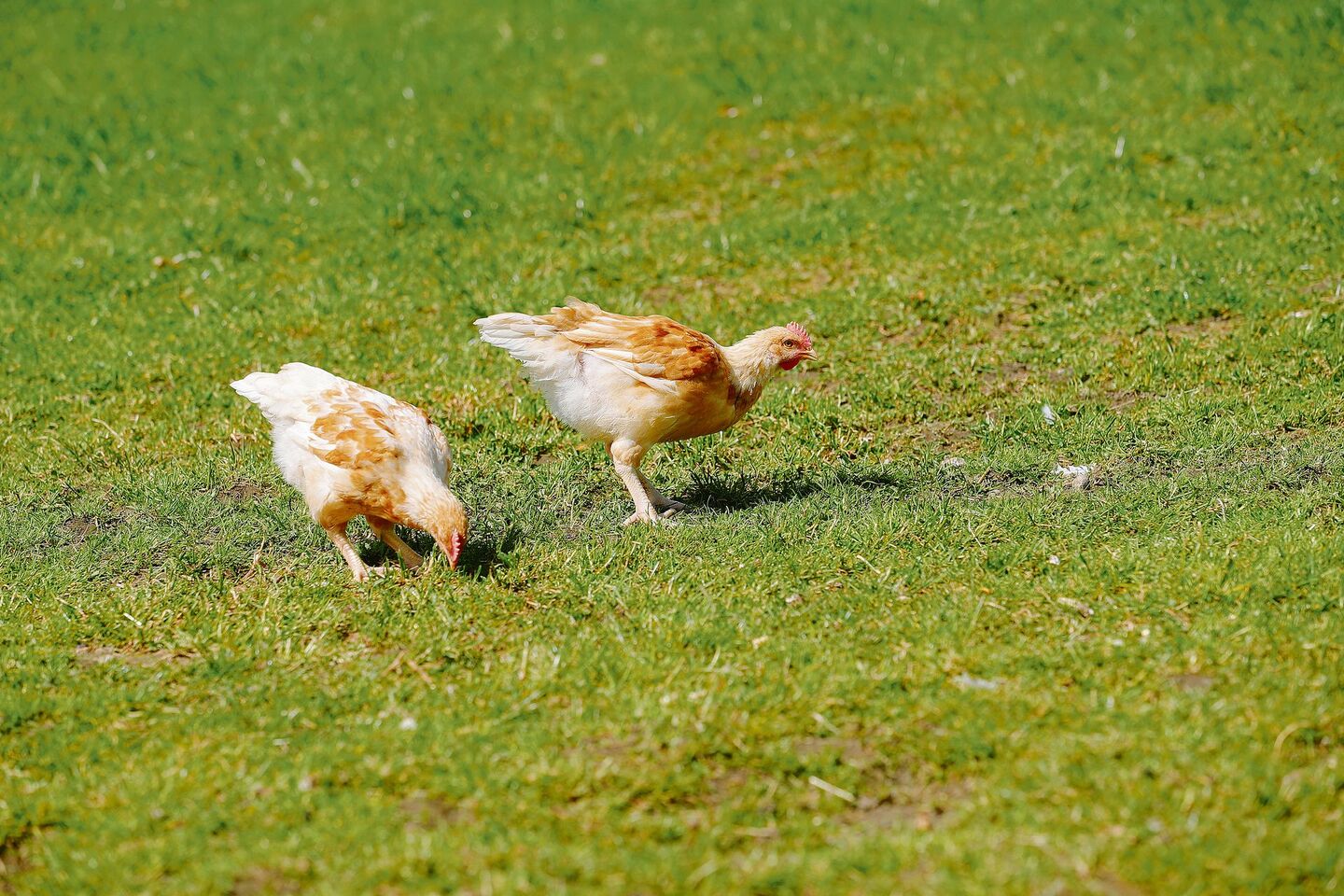Tiere können PFAS von belasteten Böden aufnehmen. Das Nutzen verschiedener Weideflächen beugt daher zu hohen Werten in Fleisch oder Eiern vor.