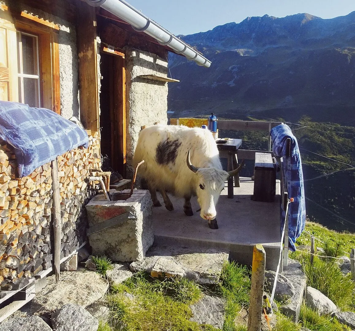 Dieses Yak nimmt die Terrasse in Beschlag.