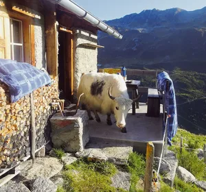 Dieses Yak nimmt die Terrasse in Beschlag.