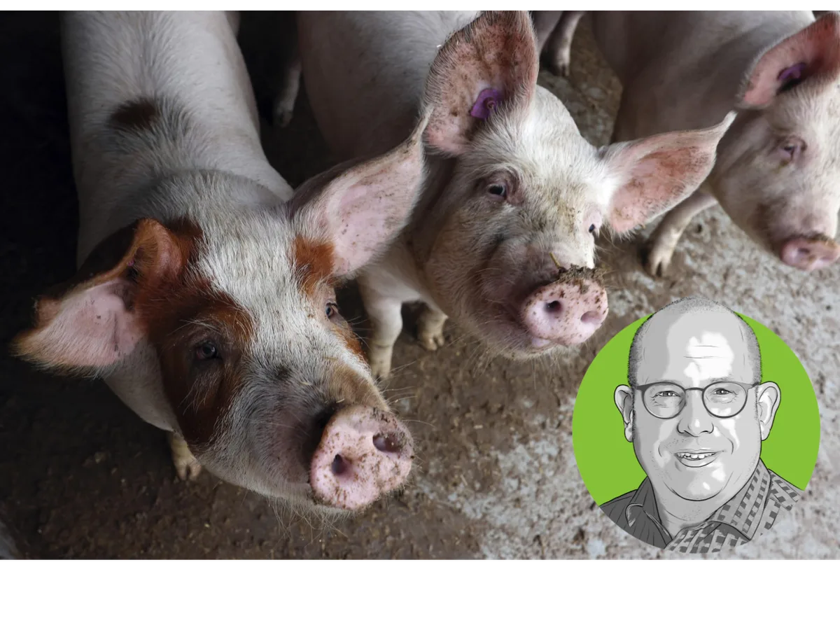 Unbenanntes_Dokument Porträt von Stefan Müller vor dem Foto mehrer neugieriger Schweine.