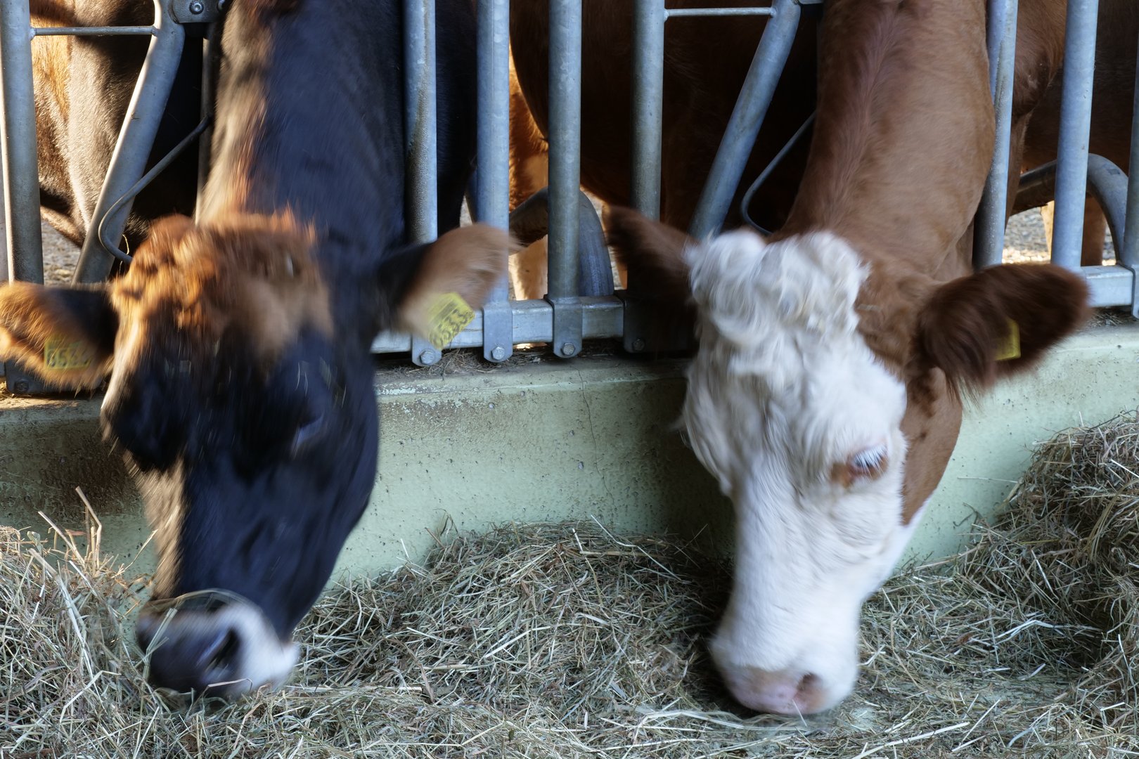 Maisverzehr hemmt die Calcium-Aufnahme: Tierhaltende aufgepasst