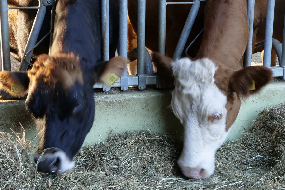 _1111261 Maisverzehr hemmt die Calcium-Aufnahme: Tierhaltende aufgepasst