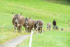 Donat Capaul holt mit seinen beiden Hunden Milo und Dara die Kühe und Rinder von der Weide. Die Arbeit mit den Tieren macht ihm besonders Freude.