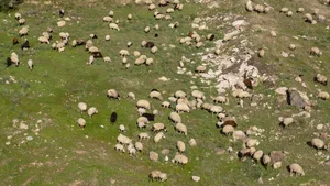 Das Verordnungspaket sieht vor, dass die höheren Sömmerungsbeiträge für geschützte Weidesysteme ab einer Herdengrösse von über 300 Schafen an die Bedingung einer ständigen Behirtung geknüpft wird. Das macht nach Meinung des SBV keinen Sinn.