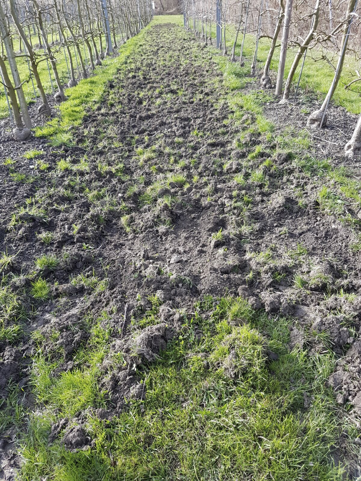 Wildschweine machen Bauern im Seeland zu schaffen