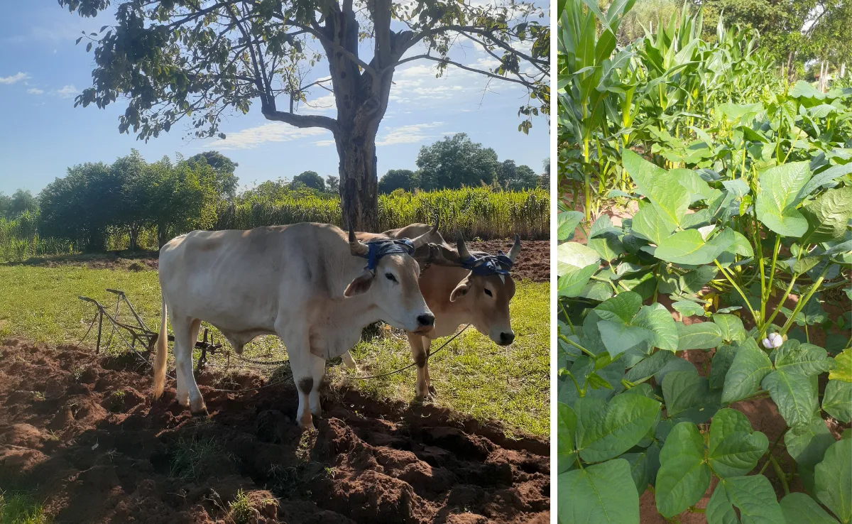 auswanderin_michele_huber_bohnen_blu__hen In Paraguay blühen die Bohnen und der Mais – trotz Trockenheit
