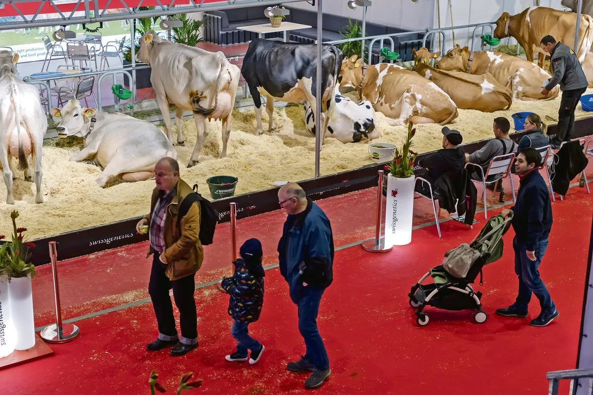 01f9b5e68b4da42163d1aacac4dd6c3127a47ebd Besucher der Swiss Expo 2020 spazieren in der Palexpo in Genf an den Kühen vorbei. Messen wie diese sind auch ein Schaufenster für die Schweizer Landwirtschaft. (Bild Keystone)