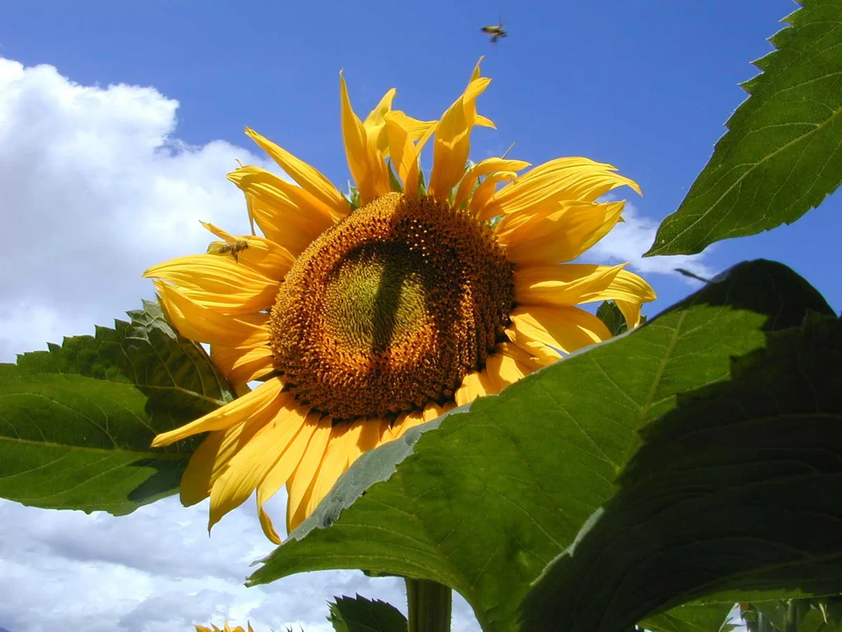 sonnenblume Für Sonnenblumen waren die Preise 2021 deutlich höher als in den Vorjahren