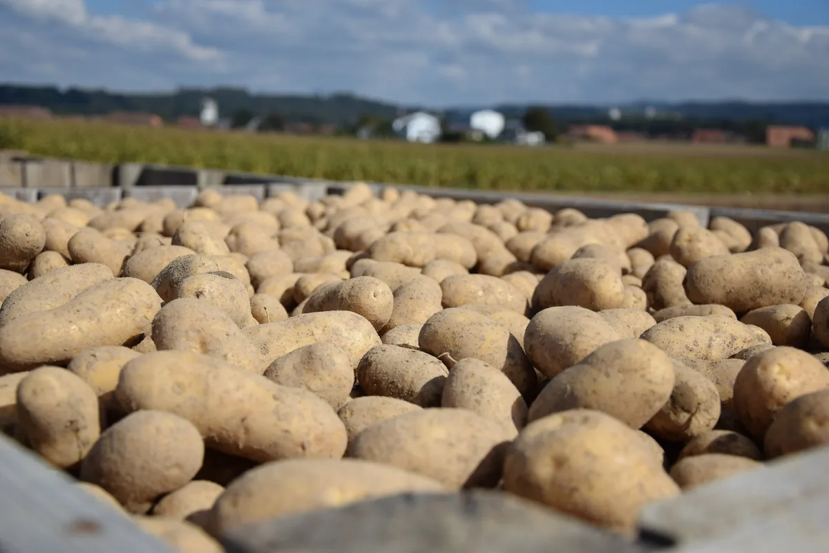 9e60eabdc7db7eabc455dc2b70606bebac52d939 Die Preisbänder für 2019 wurden bereits jetzt festgelegt. Kartoffelproduzenten sind angehalten, nur die vom Abnehmer schriftlich zugesicherten Mengen zu produzieren. (Bild BauZ)