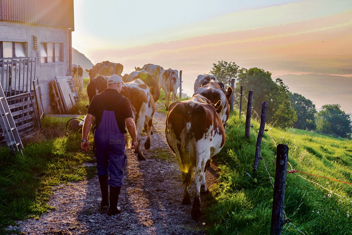 Die Milchproduktion macht rund 20 Prozent der landwirtschaftlichen Gesamtproduktion aus. Wertschöpfungsstärker ist nur der Anbau von Spezialkulturen. (Bild hja)