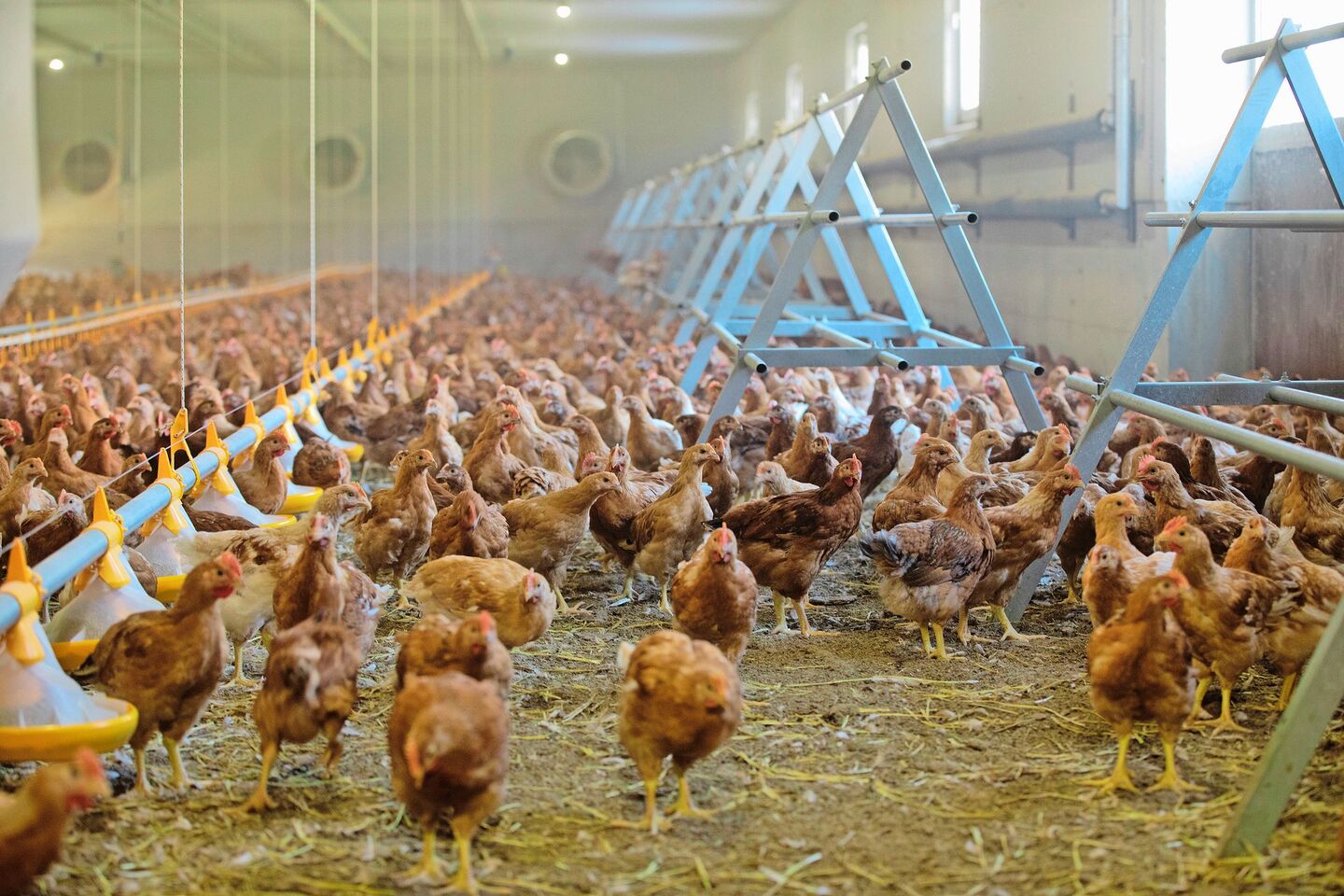 Der Einbau und die Nachrüstung von bestehenden Ställen verursachen sehr hohe Kosten. Dabei könne ein «äusserst schlechtes Kosten-Nutzen-Verhältnis» entstehen, gibt das Aviforum zu bedenken.